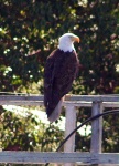 (Pat Anderson) Mr. Eagle on Rail at Deer Harbor