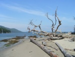 (Pat Anderson) Seascape, Cabbage Island, BC