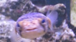 a puffer fish in a tank at Castaway rest. in Marathon