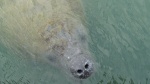 Manatee in the basin at Bahia Honda  State Park where we stayed one night