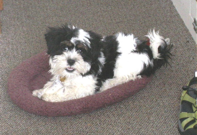 Baxter in Bed in Aisle 8-13-06