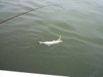 small bluefish awaiting bucktail removal and release.