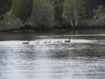 Mom and Dad and the goslings out for the day on Tuckerton Creek