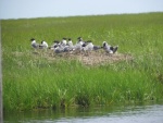 Birds along the creek