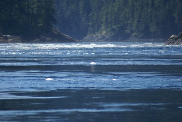 Princess Louisa Trip, 07-10 029 Sechelt Rapids