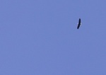 Eagle Soaring, Patos Island, 6-28-03