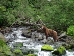 fishing bear at Red Bluff bay old cannery site