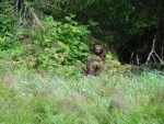 Same bear taking a look around while eating salmon berries