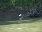A white Heron looking for a bite to eat