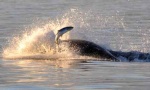 Orca fishing Credit to Capt Jim, http://www.mayaswhalewatch.biz/