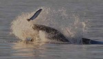 Orca fishing2, Credit to Capt Jim, http://www.mayaswhalewatch.biz/