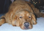 This is a picture of Cosmo, our beloved 11 1/2 year old Golden Retriever who passed away on June 10, 2010. This is when he was young, and how I'll remember him. This guy was extra special  because he was the dog the kids grew up with...never to be replaced.