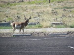 I'm guessing this an antelope wondering around the boat trailer parking area at Lucerne Valley Marina,Flaming Gorge Utah