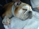 Lucy catching some shut eye on the ride down