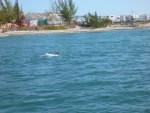 About a hundred pound tarpon hurt rolling around
