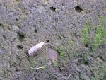 Cool sea bug on wall of lock