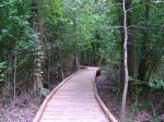 Dismal Swamp nature walk