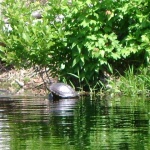 Dismal Swamp resident