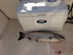 Nice Chinook caught north of Orcas