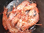 Spot Prawns