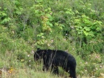 Black Bear Nichols Point