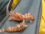 Strange Prawns