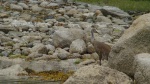 The Elusive Sandhill Crane. So we are told.