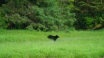 Princess Royal Island Black Bear.  Guess we will have to keep going back till we see the Kermode Bear.