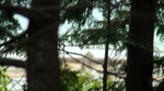 Wolf on the beach through the trees.  Powerful swimmers. Darn the autofocus camera! Someday I will graduate to a real camera.