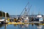 Sinker at local marina
Oil and Fuel were everywhere