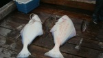 Halibut caught by the adjacent boat at Baranof Warm Springs