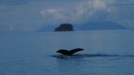 Humpbacks in the area of Frederick sound and Stephans Passage