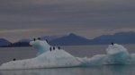 How many eagles can fit on an iceberg