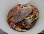 Success at Last - Crab Caught at Chuckanut Bay 7-30-11