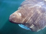 Highlight for Album: Basking Shark Monterey Bay