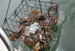 Crabbing in Westcott Bay, San Juan Island