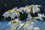 Flowers and Bee