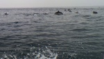Highlight for Album: Santa Barbara Channel Dolphins
