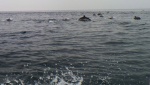 Dolphin Attack