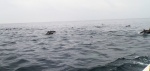 Dolphin Synchronized Jumping