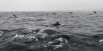 In the Middle of Hundreds of Dolphins