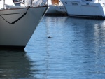 an otter in the marina best shot we could get