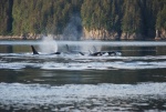 Orca in Lisianski Inlet on the way to Pelican. 