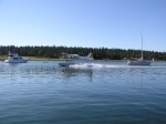 Fisherman's Bay, Lopez Island.  Amazing to see these guys take off & land amongst so many boats.  Wonder what the rules are re: this?