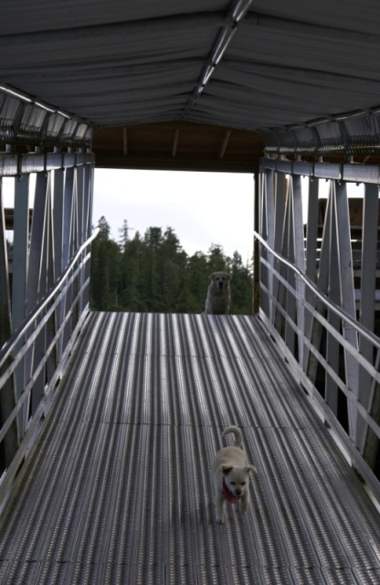 Inside Passage 2011 077 - Northbound, Hartley Bay, Dock Dogs