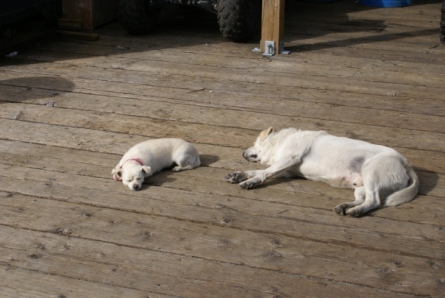 Inside Passage 2011 090 - Northbound, Hartley Bay, Dock Dogs