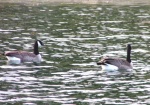 (Pat Anderson) Ducks at Blakely Harbor 4-22-06