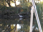 heron at Happy Harbor san jaquin river