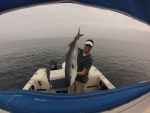 30lb. Yellowtail