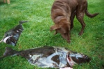 Ginger messin with Port Angeles halibut